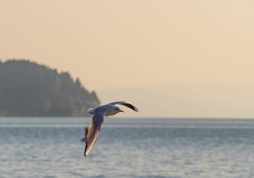 gulls fly over lake Ohrid, natural background