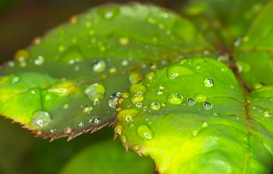 macro green leaf rain drop, close up