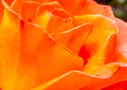 orange roses in the garden with raindrops close up