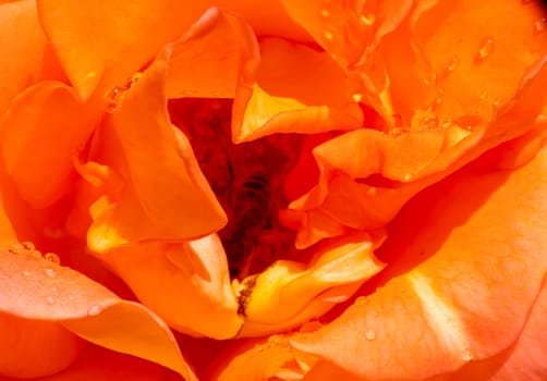 orange roses in the garden with raindrops close up