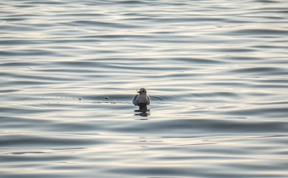 Seagull swimming on lake, waves on lake