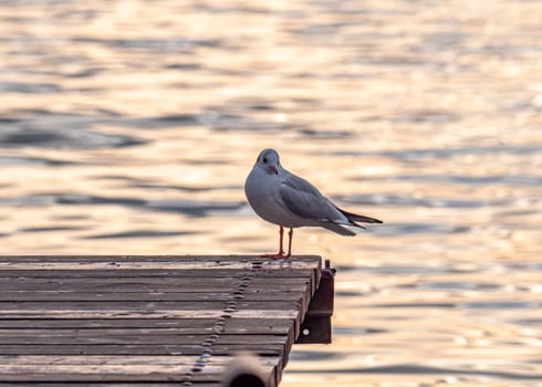 Bird Seagull Standing in sunset, lake sunset