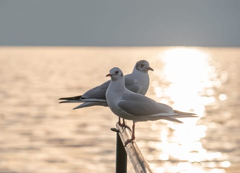 Bird Seagull Standing in sunset, lake sunset
