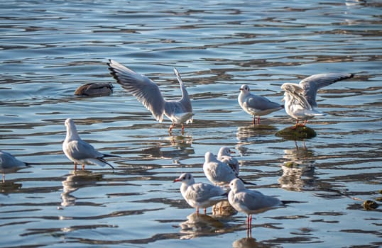 Seagulls In blue Lake wave, close up