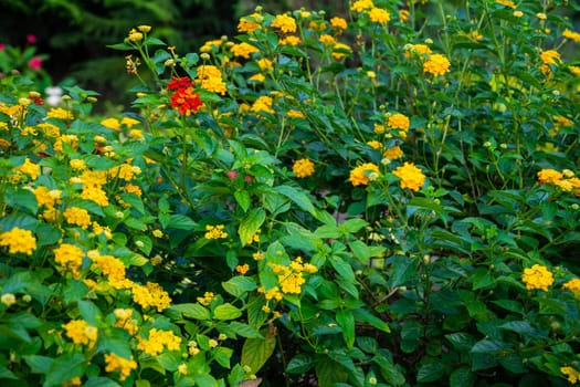 colorful orange yellow clusters of flowers of lantana shrub blooming.