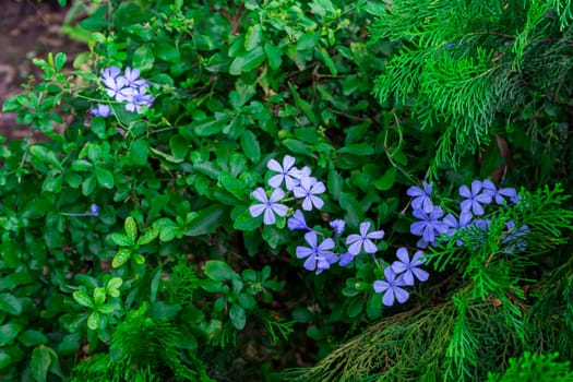 Wild blue Phlox flower close-up.