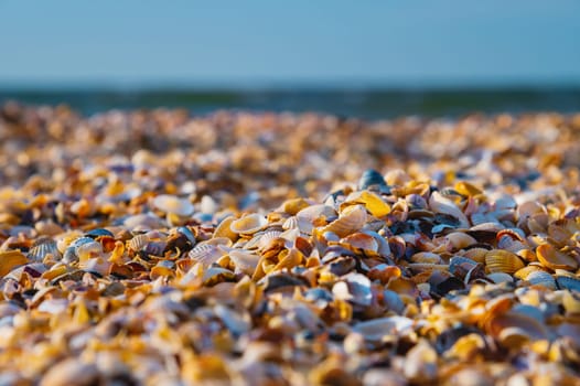 close-up background of seashells on the morning shore. Beach background with small shell, colorful sand, background blurred.