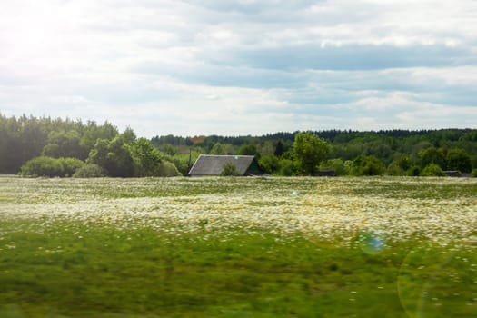 A field of yellow flowers and a blue sky