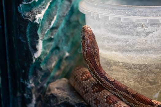 Small brown snake in a terrarium close up