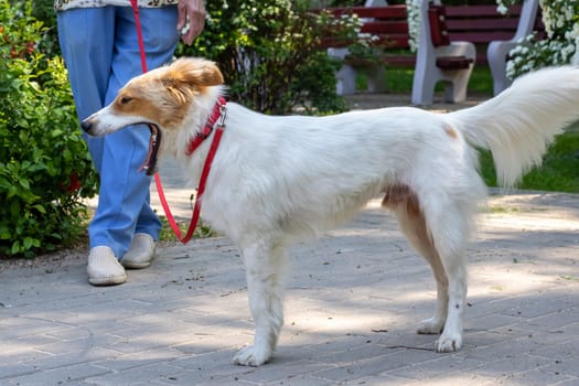 White fluffy dog walking in the park close up