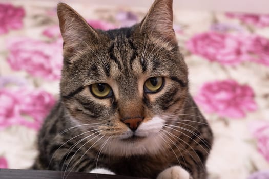 Sad tabby cat lying at home close up