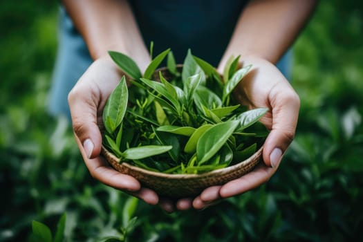 farmer shows fresh green tea leaves in her hand and tea plantation bokeh background. AI Generated