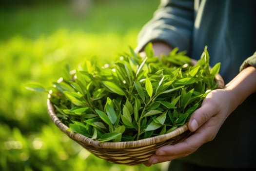 farmer shows fresh green tea leaves in her hand and tea plantation bokeh background. AI Generated