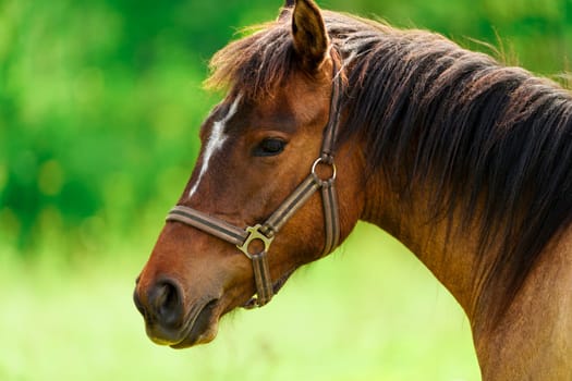 Close-up of a majestic Thoroughbred horse in golden summer sunlight. The horse's mane and coat shine in the warm light, creating a stunning and powerful image of grace and strength.