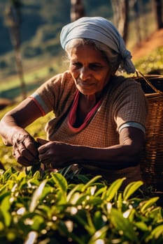 Female farmers collecting tea at tea plantation. AI Generated