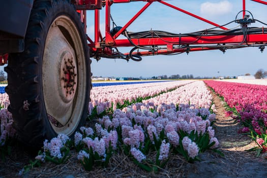 A tractor is spraying pesticide on a colorful flower field in the Netherlands. This pest control process is essential for the cultivation and protection of the vibrant blooming crops.