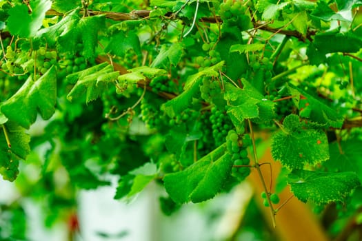 A beautiful idyllic greenhouse vineyard in the northern countryside, offering a stunning setting as the lush green vines create a picturesque backdrop, perfect for a peaceful and serene imagery.