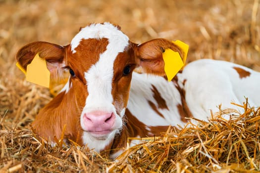 An adorable white and orange calf rests comfortably in a bed of fresh hay on a peaceful farm. The young calf looks content and serene, creating a charming and heartwarming rural scene.