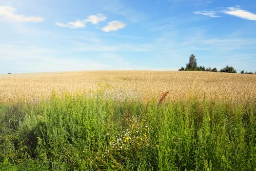 Captivating rural landscape of a lush wheat field basking in the warm sunlight on a serene summer day in Poland, set against the backdrop of a clear, tranquil blue sky.