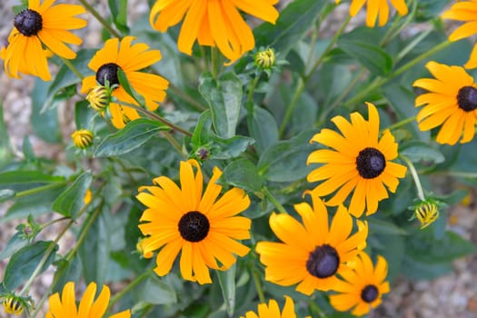 Rudbeckia plants, the Asteraceae yellow and brown flowers. Like many plants, they have several common names, among which are: Black-eyed Susan, Gloriosa Daisy, and Yellow Ox Eye.