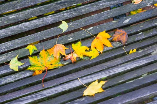 Autumn maple leaves of differents color on the bench in a park