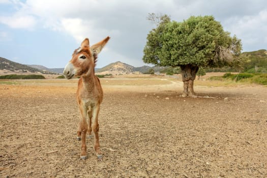 Wild donkey standing on flat ground, tree behind, overcast sky in background, wide angle photo. These animals roam free in Karpass region of Northern Cyprus