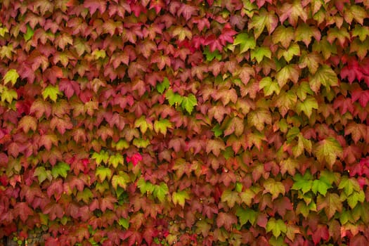 colorful leaves of wild grapes on the wall nature autumn background