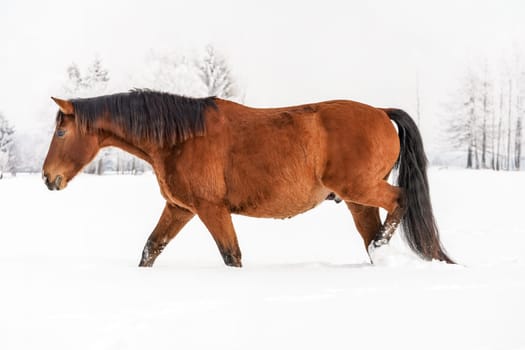 Brown horse wading through snow in winter, blurred trees in background, side view