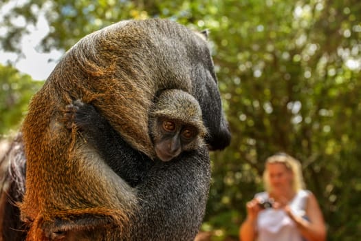 Baby Sykes' Samango monkey (Cercopithecus albogularis) holds onto her mother that is photographed by blurred tourist in background. Gede, Watamu region, Kenya