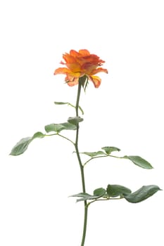 Flowers of beautiful blooming yellow rose isolated on a white background.