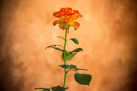 Flowers of beautiful blooming yellow rose on abstract brown background
