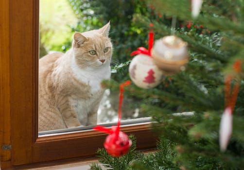 Red cat looking through a window on a Christmas tree with toys