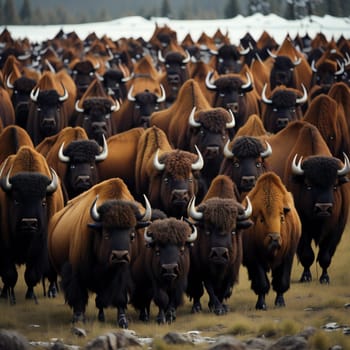 Bison herd on the grassland in Yellowstone National Park, generative ai