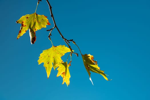 Yellowed leaves of plane tree in front of blue sunny sky in autumn