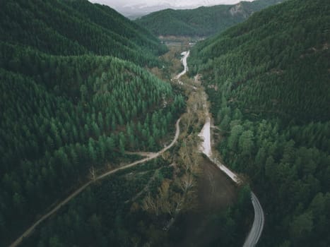 Aerial view of forest road with pine trees on both sides in autumn