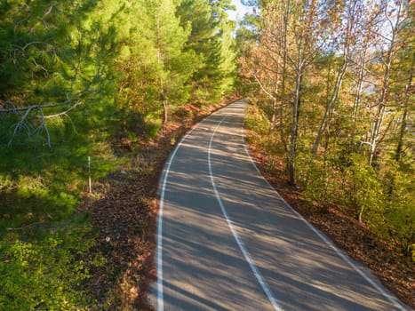 Asphalt road through autumn forest at sunrise