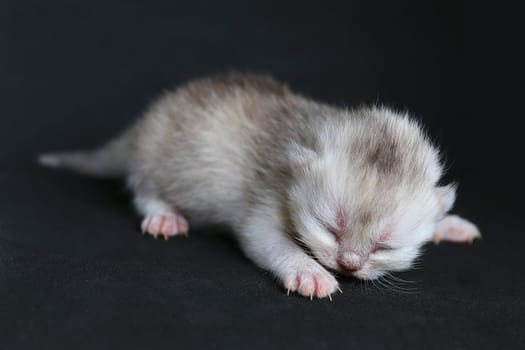 Newborn kitten on the black background