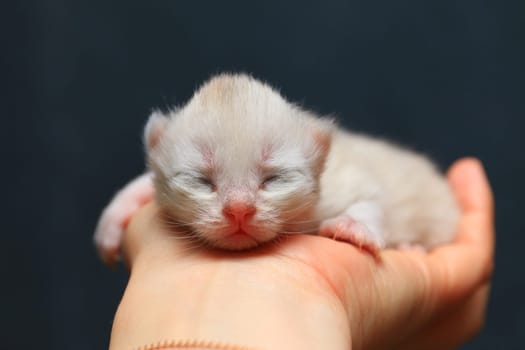 Newborn kitten sleep on the hand