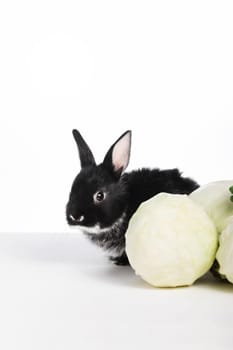 Funny black rabbit peeks cabbage on a white isolated background