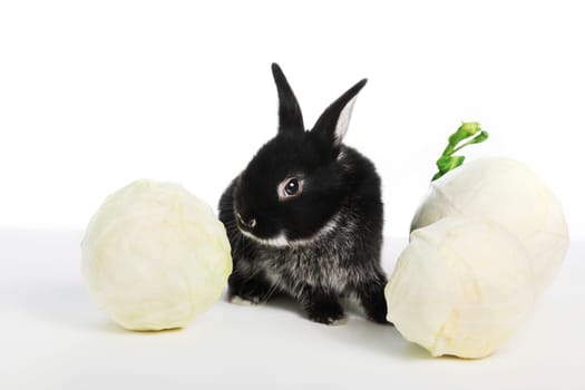 A small black rabbit sniffs cabbage on a white isolated background