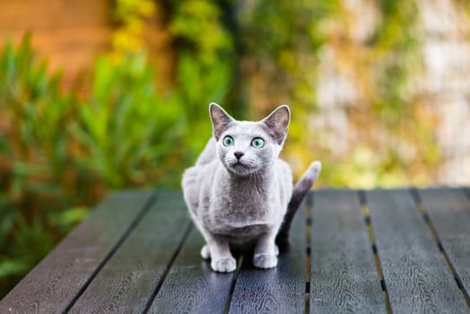 Cute blue russian cat playing toy on a wood table, close up photo