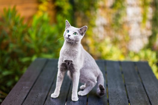 Cute blue russian cat playing toy on a wood table, close up photo