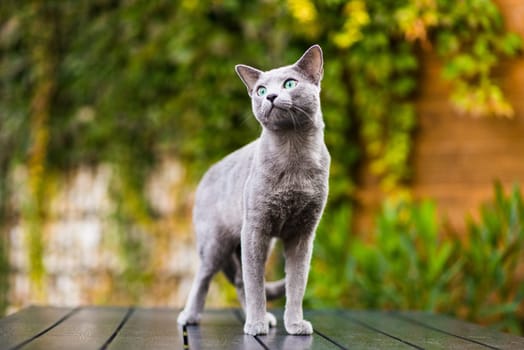 Cute blue russian cat playing toy on a wood table, close up photo