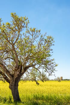 vertical view of an almond tree, in a meadow full of yellow flowers against a blue sky clear of cloudsin mallorca,balearic islands,spain,
