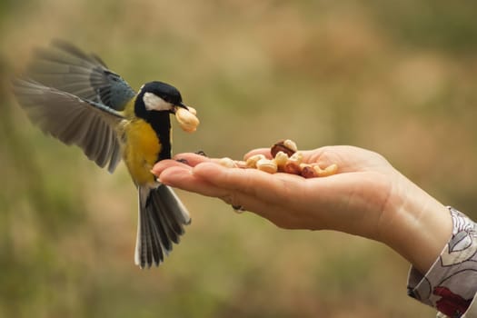 Titmouse in flight takes a whole cashew nut from a woman's hand. A close-up shot with a long shutter speed showing the movement of the bird's wings