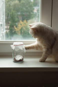 A white British cat plays with a butterfly that flies in a glass jar