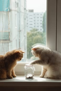 White and brown cats of the British breed play with a butterfly that flies in a glass jar