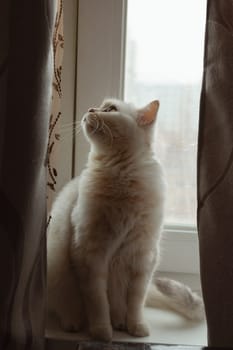 A white fluffy British breed cat is sitting near the window