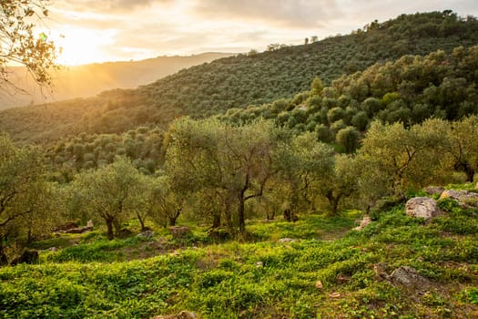 Ligurian olive trees are used to produce extra virgin olive oil.