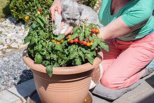 Woman picking ripe cherry tomatoes in a pot on the terrace, along with her cat, beloved pet, housewife doing home gardening in her mini vegetable plantation on a sunny day,High quality photo